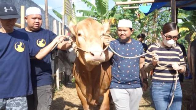 Ayu Ting Ting qurban 3 ekor sapi jumbo (Instagram/ayutingting92)