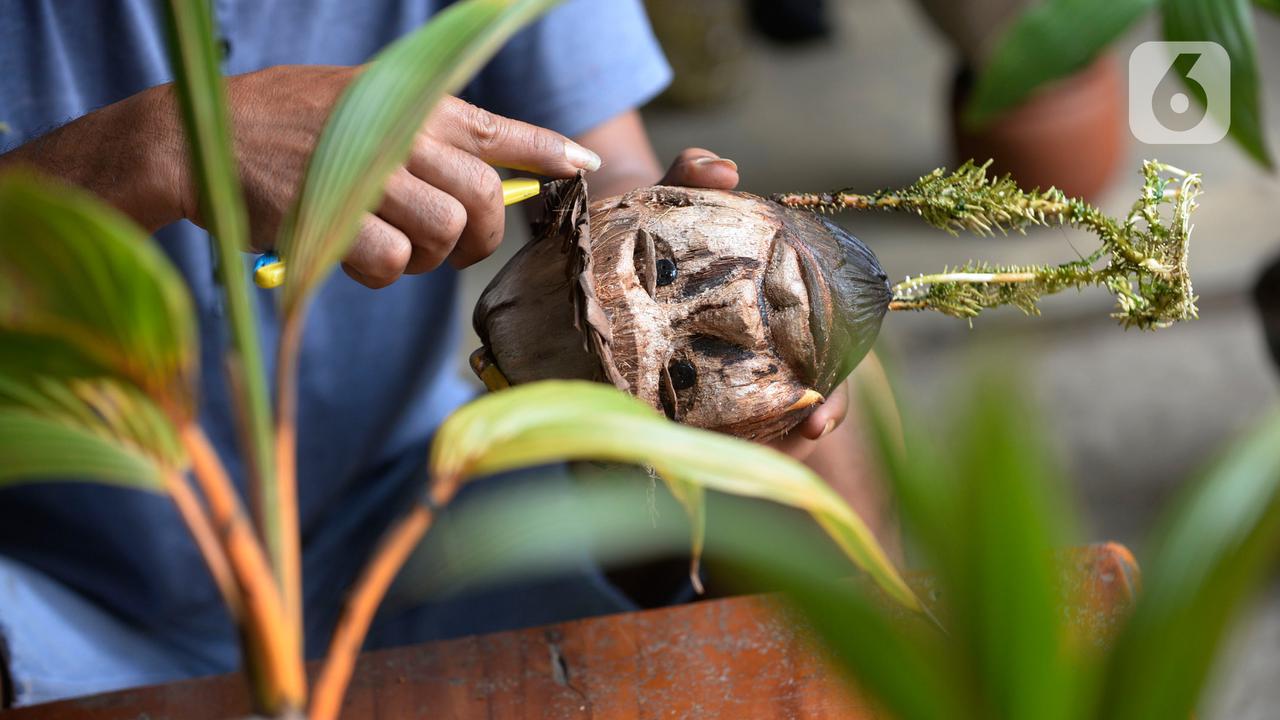 Bonsai kelapa jadi potensi bisnis baru di tengah pandemi