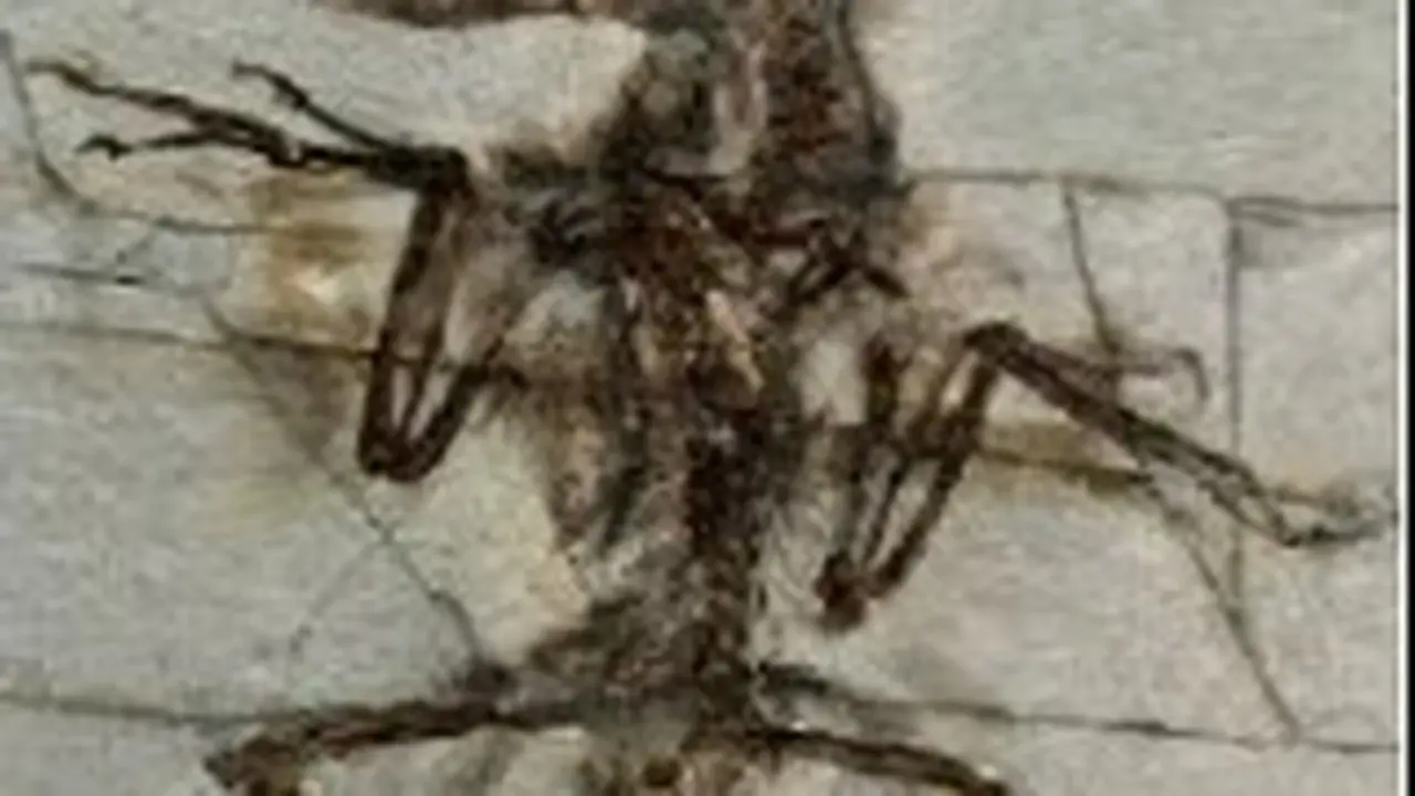 microraptor
