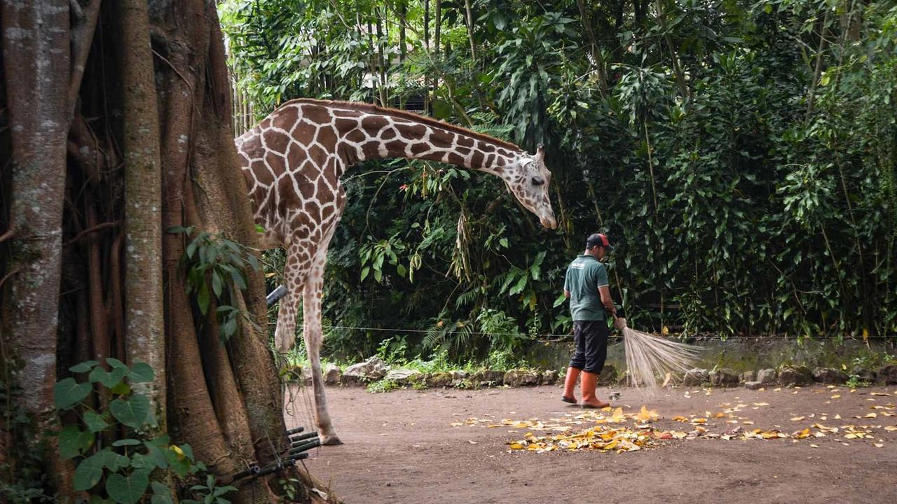 FOTO: Kebun Binatang Bandung Disorot Usai Kematian Dua Anak Harimau Bengal