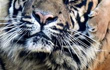 Fakta Konflik Harimau-Manusia di Suoh Lampung Barat, Seorang Warga Diterkam hingga Pembakaran Kantor TNBBS