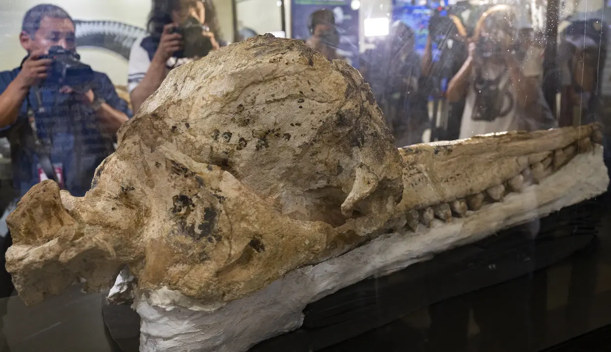 Awka media mencatat pengungkapan fosil paus sperma prasejarah "diawetkan utuh selama tujuh juta tahun", selama presentasi yang disebut "Makro- Raptor Sperm Whale of Ocucaje", di National Natural History di Lima, Peru, Rabu (15/2/2023). Fosil tersebut, dengan panjang sekitar 1,30 meter, sesuai dengan orang dewasa “ditandai dengan adanya gigi fungsional di rahang atas dan rahang bawah. (Cris BOURONCLE / AFP)