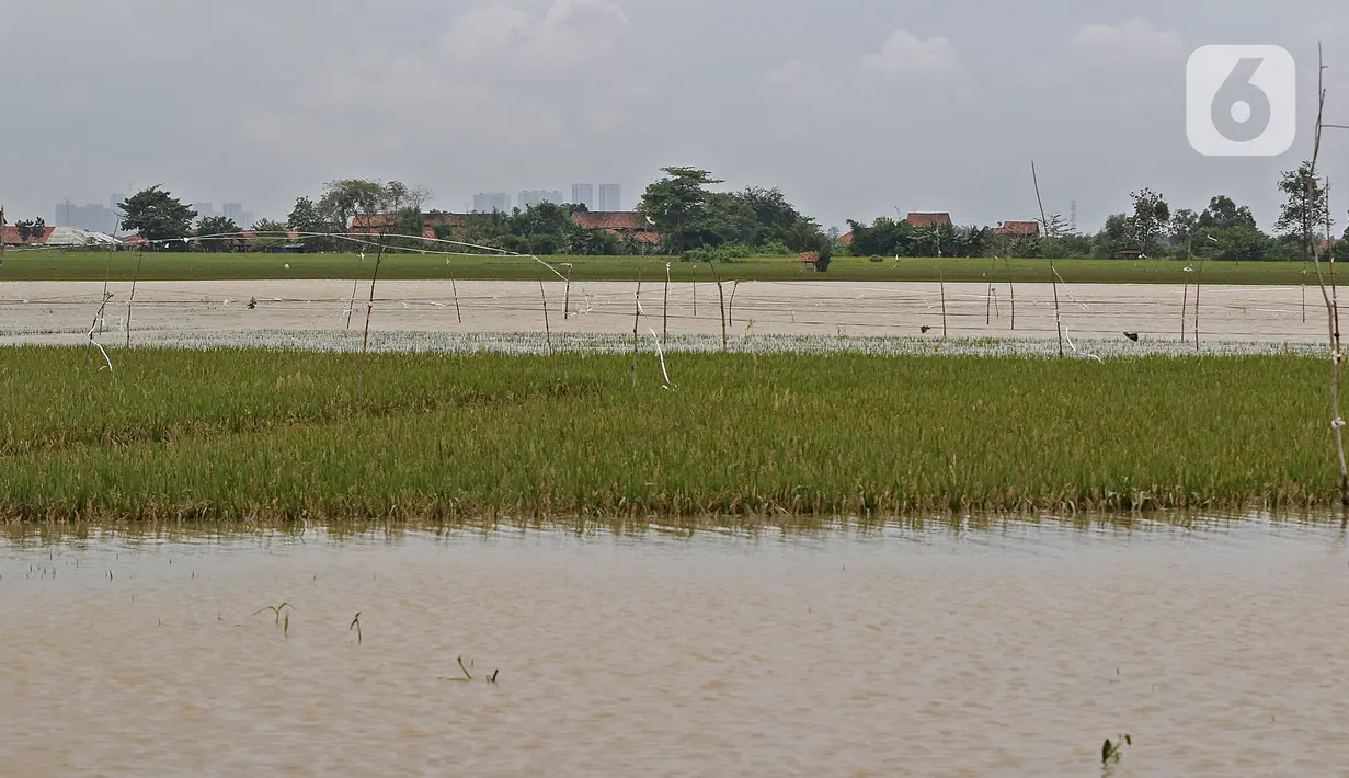 Kondisi areal persawahan yang terendam banjir di Desa Karangligar, Kecamatan Telukjambe Barat, Karawang, Jawa Barat, Kamis (10/2/2021). Banjir di Desa Karangligar akibat meluapnya sungai Citarum dan Cibeet membuat ratusan rumah terendam banjir dan ratusan hektar sawah. (Liputan6.com/Herman Zakharia)