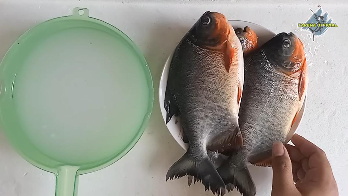 Cucian Beras, Solusi Alami untuk Bau Amis Ikan Bawal yang Mengganggu
