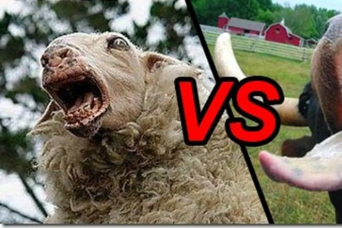 Aneh, Kambing Menang Saat Tarung Lawan Sapi