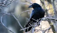 Studi: Burung Gagak Buat Keputusan Dua Kali Lebih Cepat dari Manusia dan Monyet