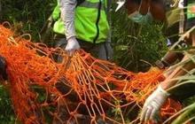 Orangutan Kurus di Area Tambang Batubara Kaltim Berhasil Dievakuasi