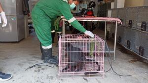 Mengenaskan, Lutung Jawa Tersengat Listrik di Gunungpati Semarang