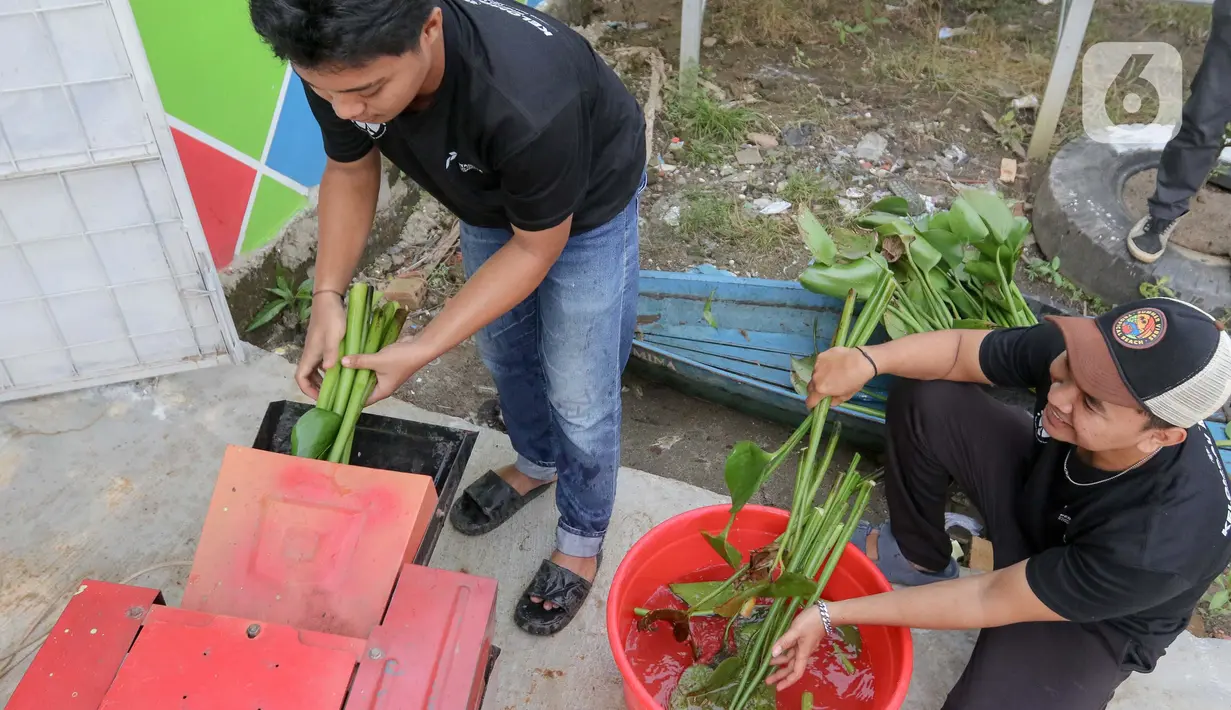 Dalam sehari, Ankubas bisa mengumpulkan hingga 20 Kg eceng gondok. (Liputan6.com/Herman Zakharia