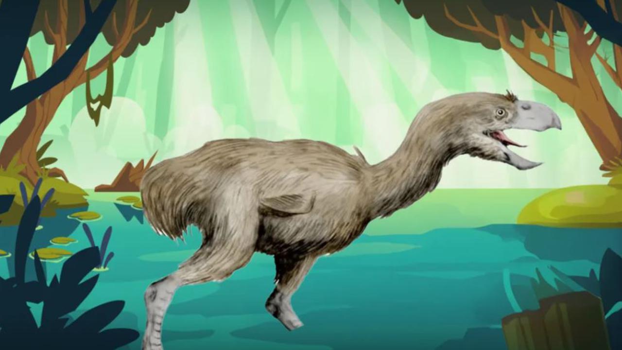Ilmuwan Ungkap Asal Usul Fosil yang Ditemukan 20 Tahun Lalu, Ternyata Milik Burung Predator Berusia 12 Juta Tahun Setinggi Hampir 3 Meter