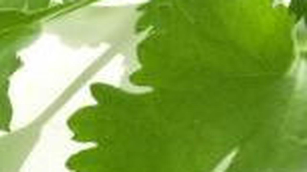 7. Daun Ketumbar vs Peterseli: Bumbu yang Memiliki Identitas Aromatik Sendiri