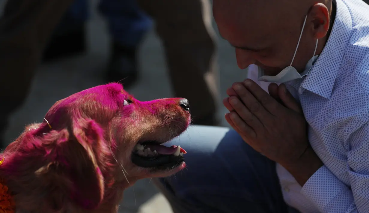 Seorang pria memuja anjing polisi selama perayaan festival Tihar di sebuah divisi kennel di Kathmandu, Rabu (3/11/2021). Anjing disembah untuk mengakui peran mereka dalam memberikan keamanan selama hari kedua festival Tihar, salah satu festival Hindu terpenting. (AP Photo/Niranjan Shrestha)