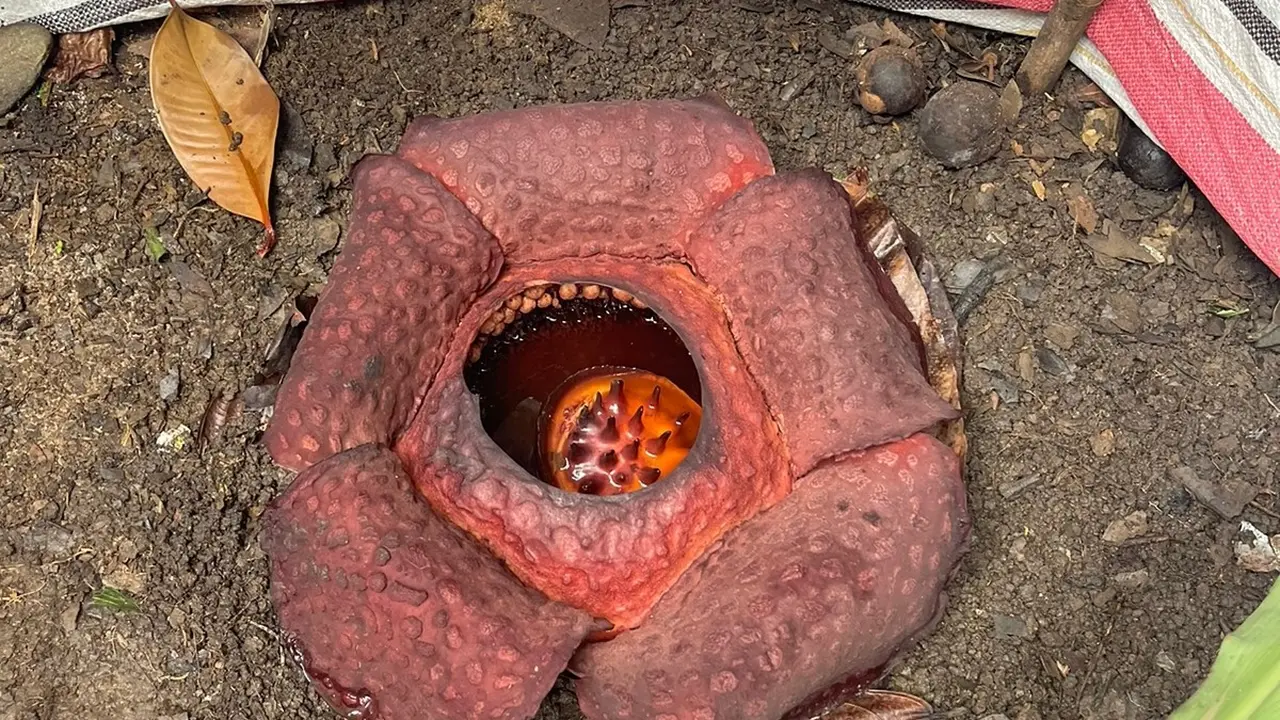Bunga raflesia arnoldi yang diangkut seorang warga di Limau Manis dari ladangnya dan dipindah ke pekarangan rumahnya. (Dok BKSDA Sumbar)