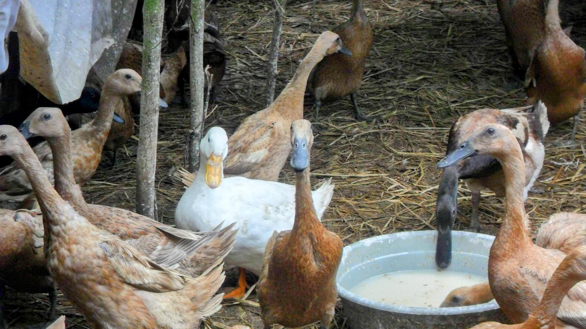 Panduan Ternak Bebek Petelur 20 Ekor untuk Pemula, Lebih untung Sistem Kandang atau Angon?