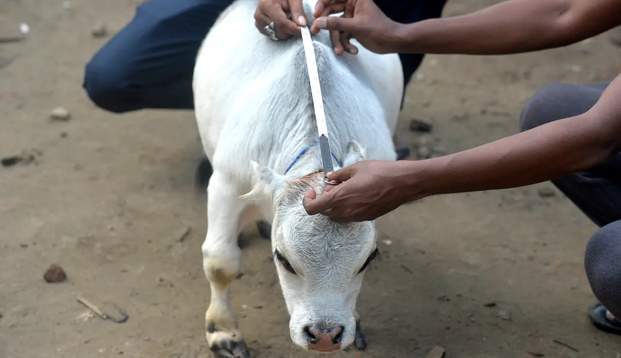 Orang-orang mengukur seekor sapi kerdil bernama Rani, yang diklaim sebagai sapi terkecil di dunia, di sebuah peternakan di Charigram, Savar, Bangladesh, Selasa (6/7/2021). Rani yang berusia dua tahun memiliki tinggi hampir 51 sentimeter dengan berat 26 kilogram. (Munir Uz zaman/AFP)