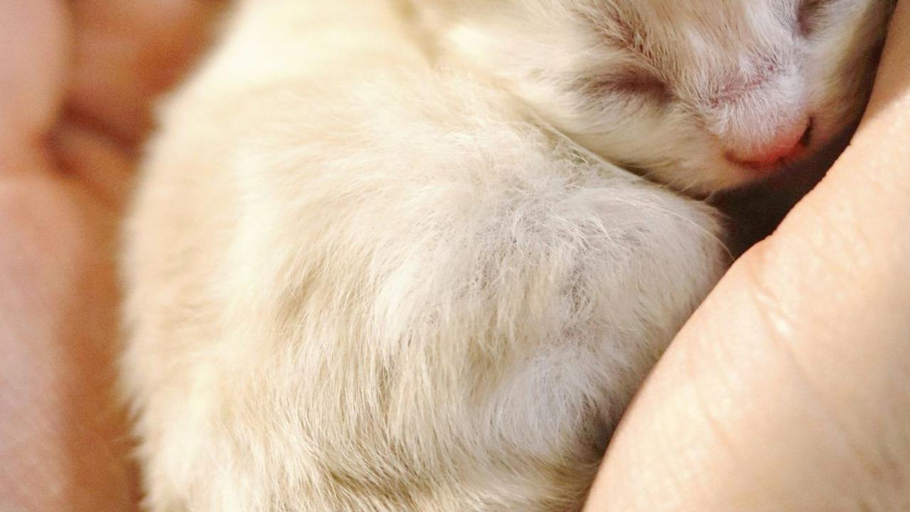 10 Mitos Menabrak Kucing Menurut Primbon, Bisa Jadi Pertanda Buruk