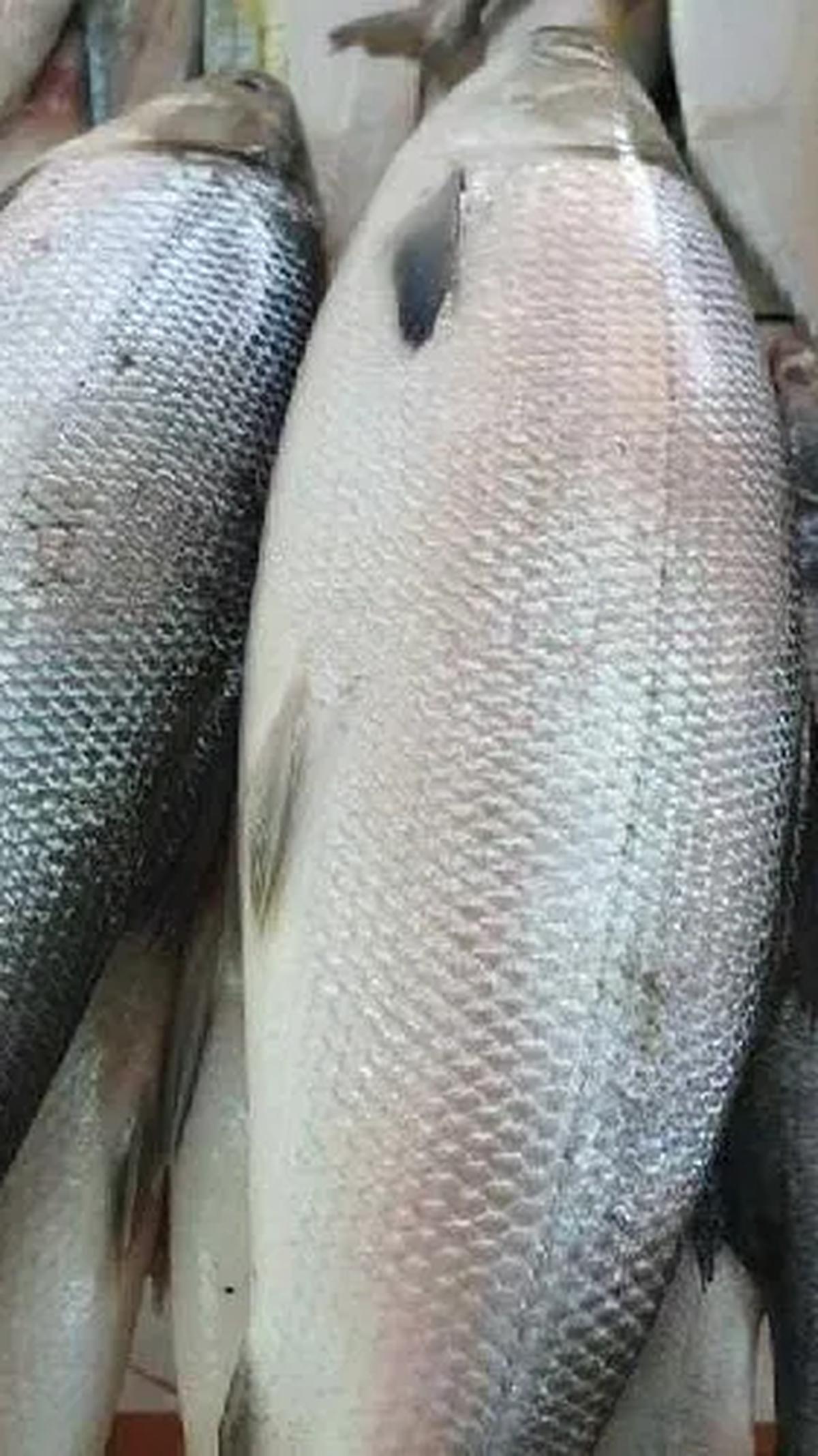 11. Ikan Kod<br>Ikan cod, dengan kandungan vitamin, mineral, dan lemak sehat, menawarkan manfaat kesehatan signifikan seperti menurunkan kolesterol, mengontrol tekanan darah, dan meningkatkan fungsi otak.