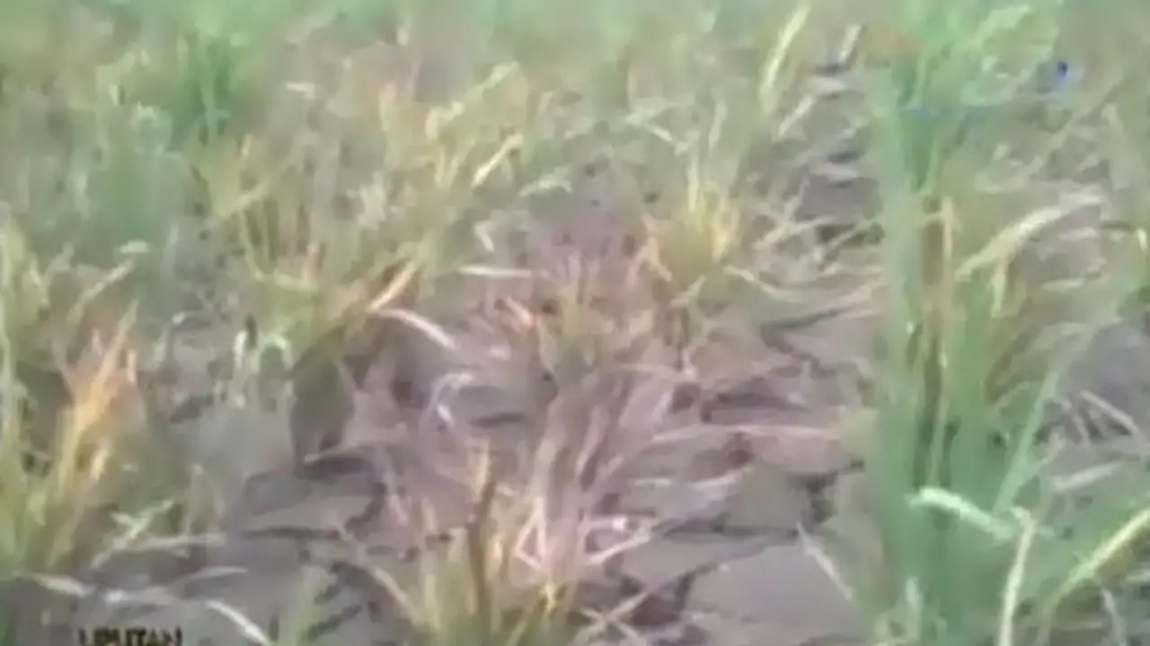 (lip6 Pagi) Sawah Irigasi Kering