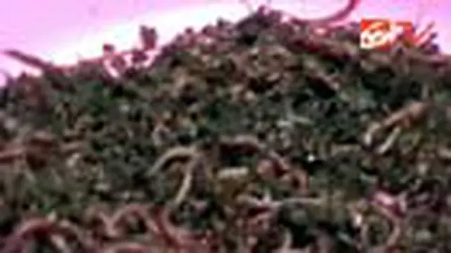 Mengeruk Untung dari Cacing Tanah