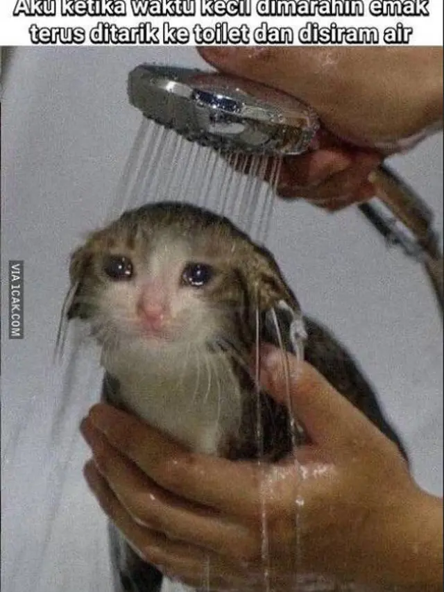 6 Potret Lucu Kucing saat Mandi Ini Curi Perhatian, Bikin Gemas