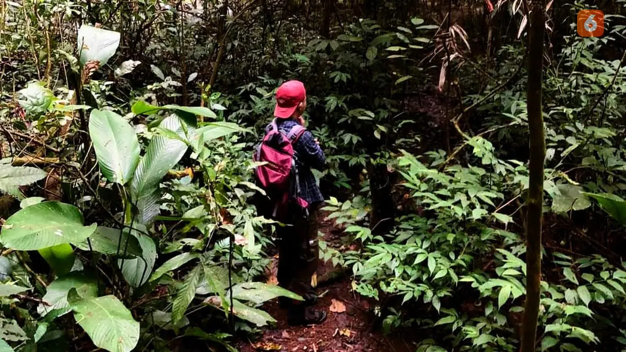 Forest Healing, Berbicara dengan Pohon hingga Memetik Bunga Liar untuk Redam Stres