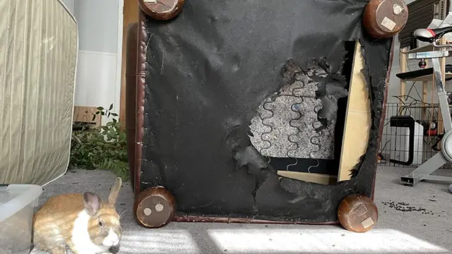 8 Potret Nyeleneh Orang Pelihara Kelinci di dalam Rumah, Aksinya Kocak