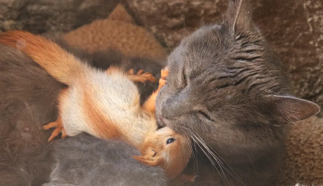Seekor kucing bernama Pusha mengadopsi empat bayi tupai dan tinggal bersama di taman miniatur lokal di Bakhchisaray, Krimea pada 25 April 2019. Warga memberikan susu kambing untuk bayi tupai karena sang kucing tidak bisa menghasilkan susu bagi hewan yatim tersebut. (REUTERS/Alexey Pavlishak)
