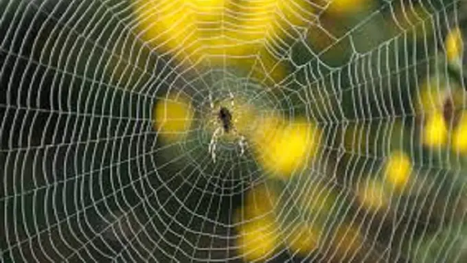 Jaring Laba-laba Jadi Material Rompi Anti Peluru