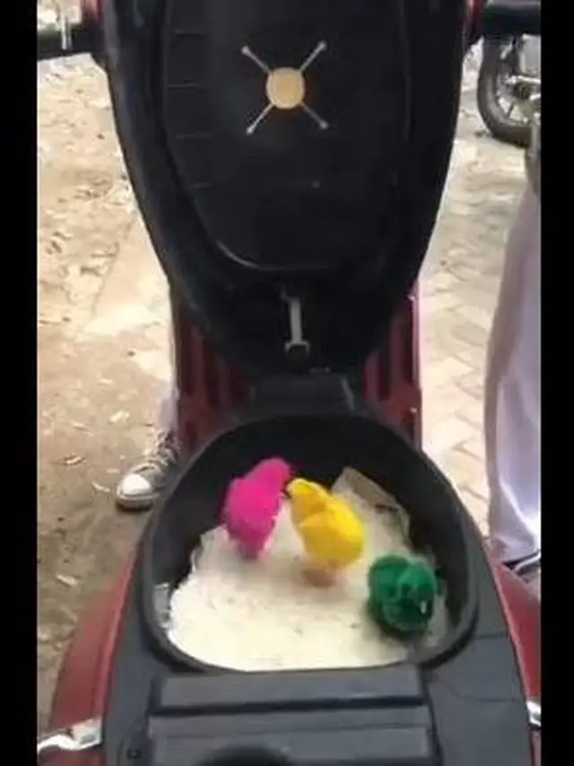 7 Potret Nyeleneh Isi Bagasi Motor Ini Bikin Heran, Ada yang Simpan Ayam