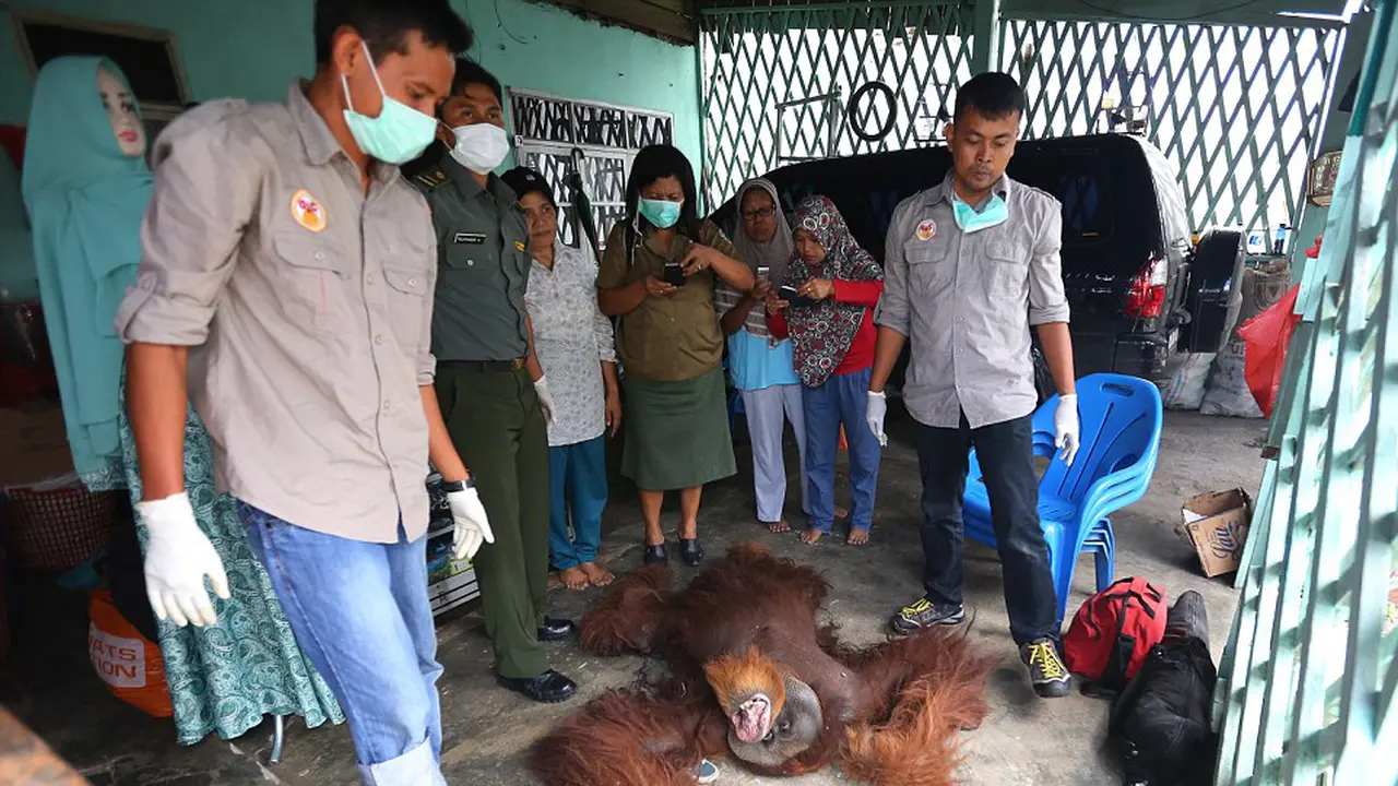 Orangutan Diselamatkan dalam Keadaan Kurus Kering Hampir Mati
