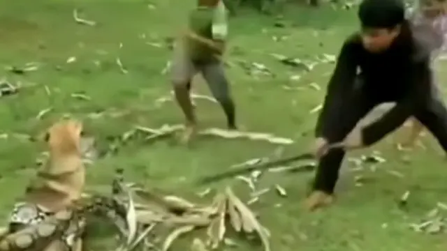 Viral, Bocah Selamatkan Anjing Peliharaan dari Cengkeraman Ular Boa