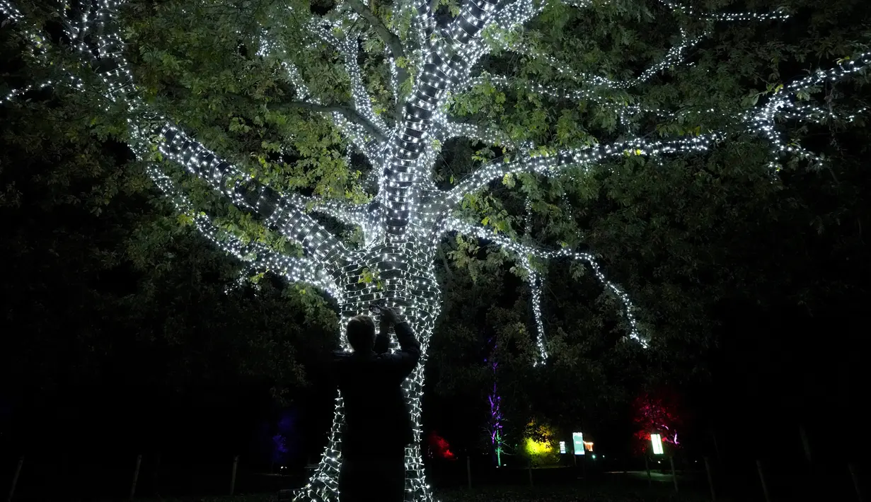 Seorang pengunjung memotret pohon penuh lampu yang bercahaya di Royal Botanic Gardens, Kew, London, Selasa (15/11/2022). Selain memamerkan jalur cahaya dengan satu juta lampu di jalur sepanjang 2,7 km, terdapat cahaya imersif, pohon lampu, terowongan cahaya, dan pertunjukkan cahaya air yang mengesankan. (AP Photo/Kirsty Wigglesworth)