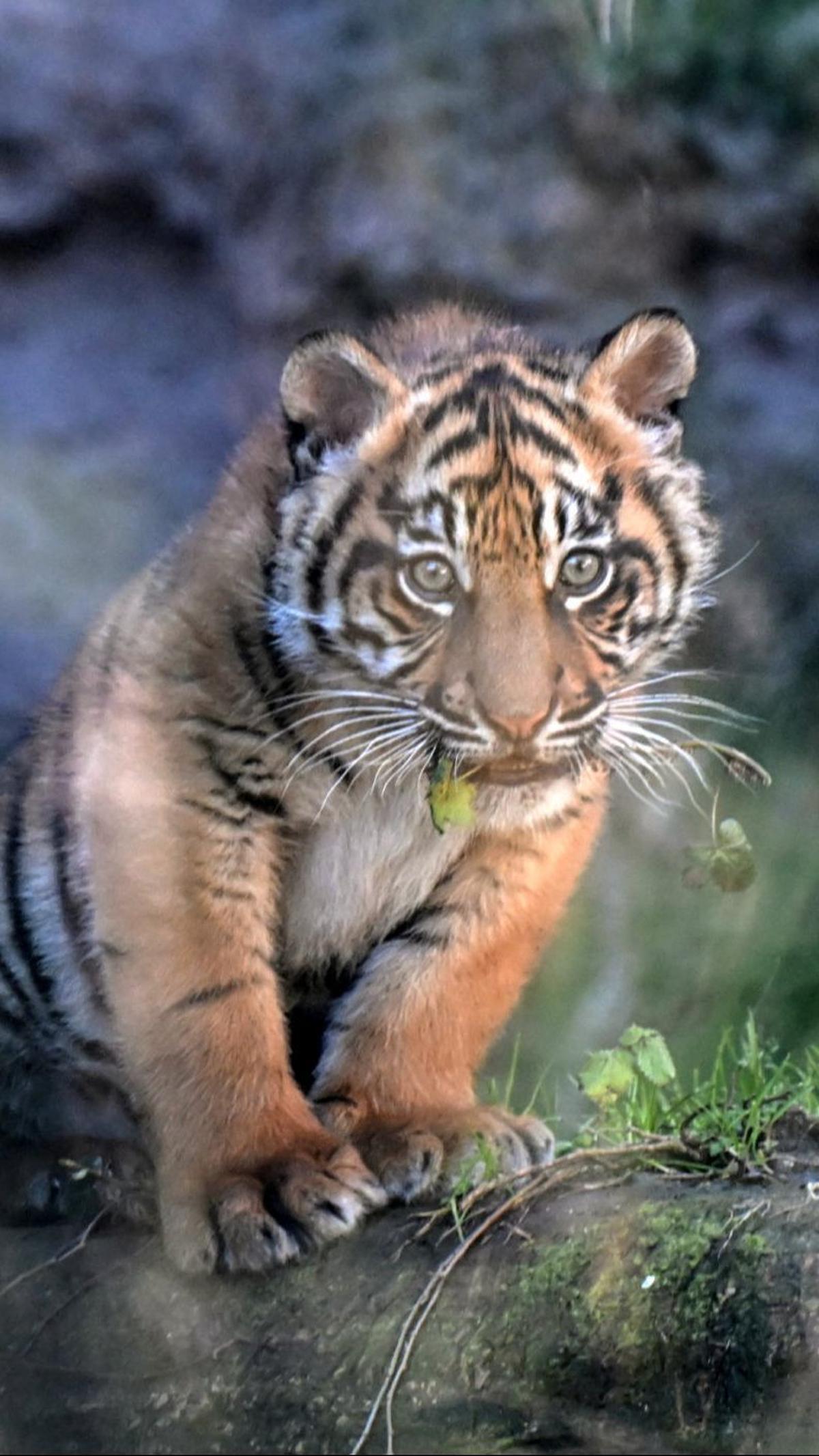 Kelahiran Kala menambah jumlah spesies Harimau Sumatera yang terancam punah. Tiziana Fabi/AFP