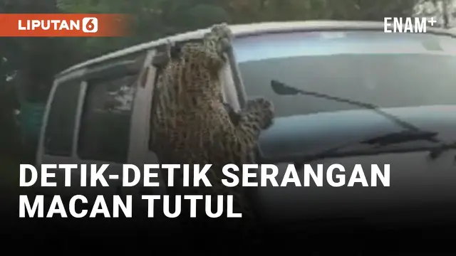 Heboh! Macan Tutul Serang 13 Orang dan Sebuah Mobil