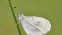 Kupu-kupu Wood White yang kembali terlihat. (dok. Butterfly Conservation/Bob Eade/https://butterfly-conservation.org/butterflies/wood-white)