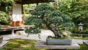 7 Cara Membentuk Bonsai Serut agar Tetap Pendek, Teknik Pemangkasan dan Pengawatan
