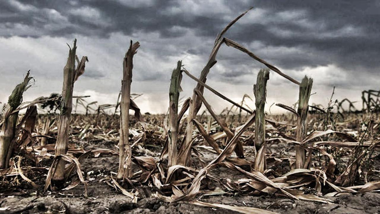 Menko Luhut: Belajar Pengalaman 2015, El Nino Berpotensi Sebabkan Kekeringan