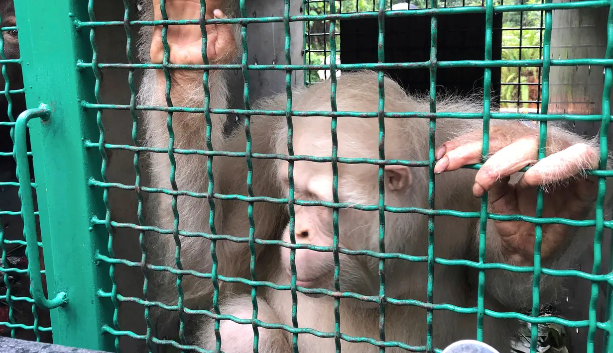 Orangutan albino, Alba berada dalam kandang sebelum dirilis di Taman Nasional Bukit Baka Bukit Raya Katingan, Kalimantan Tengah, Rabu (19/12). Alba memiliki rambut dan seluruh tubuh putih, bola mata kebiruan dan pupil mata merah. (AP Photo/Andi Jatmiko)