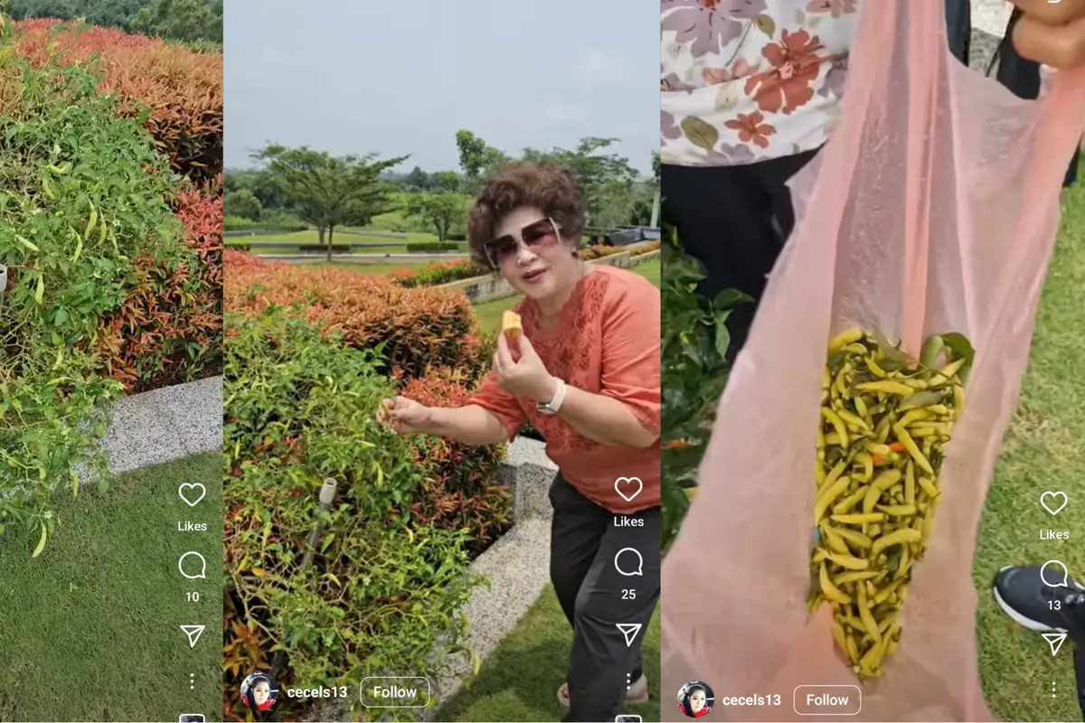 Tak Sengaja Tanam Cabai di Makam, Oma Ini Panen Setiap Nyekar