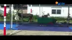 Seekor sapi kurban ngamuk saat mau disembelih di Pariaman, Sumatera Barat.