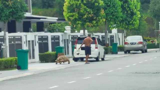 Viral Aksi Pria Ajak Jalan Kura-Kura Raksasa, Warganet: Pria Tersabar di Dunia