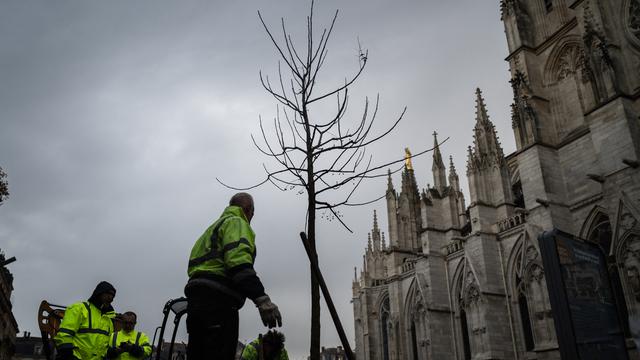 Penanaman Pohon Cegah Pemanasan Global di Kota Bordeaux