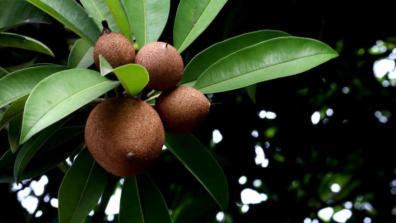 Tips Konsumsi Buah Sawo