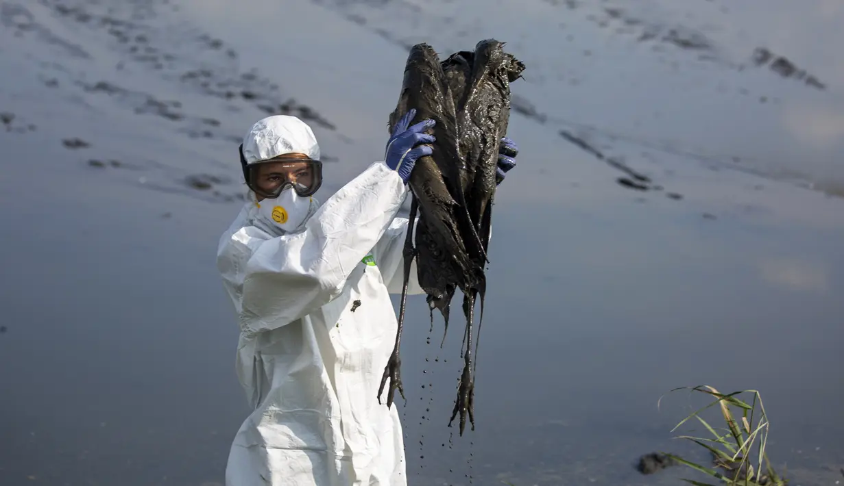 Seorang pekerja dengan alat pelindung diri (APD) lengkap mengambil burung bangau yang mati di kawasan konservasi Danau Hula, utara Laut Galilea, Israel utara, Minggu (2/1/2022). Flu burung telah membunuh ribuan bangau yang bermigrasi dan mengancam hewan lain di Israel utara. (AP Photo/Ariel Schalit)