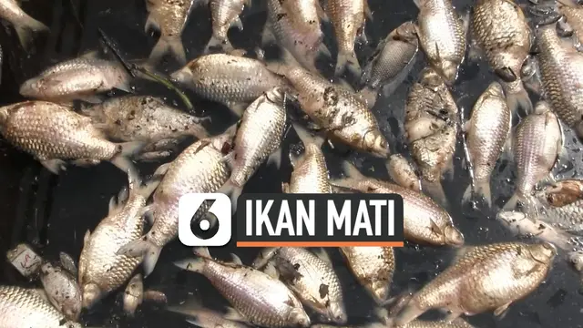 TV Ikan Mati