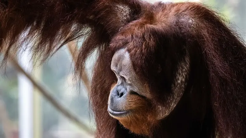 Saat Kembali Si Orangutan Bikin Panik Petugas Kebun Binatang di Kanada karena Melarikan Diri dari Kandang