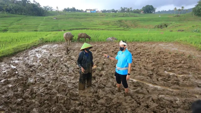 Kisah Pembajak Sawah Tradisional Terakhir di Desa Wisata Bantaragung Majalengka