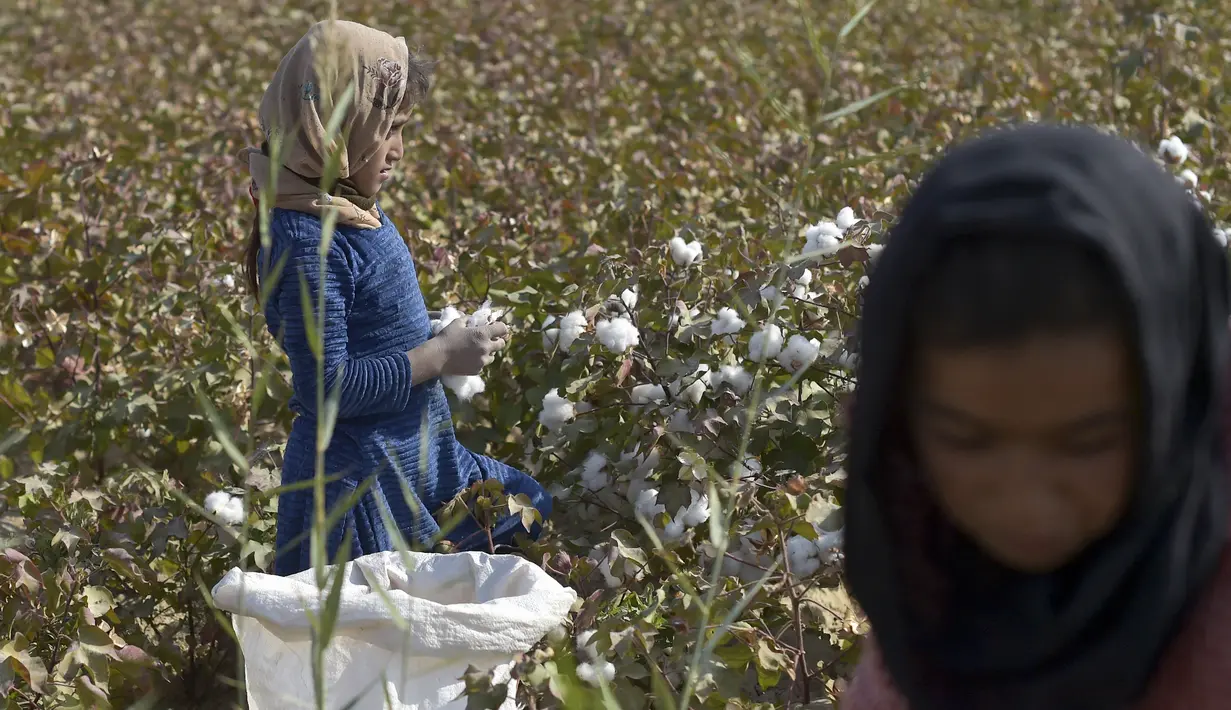 Anak-anak memanen kapas di ladang di Distrik Dawlatabad, provinsi Balkh (28/10/2021). Kelompok etnis utama di distrik ini adalah Uzbekistan, Turkmenistan, Tajik, Hazara, Pashtun, dan Arab. (AFP/Wakil Kohsar)