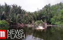 VIDEO: Ribuan Bangkai Babi Ditemukan Mengapung di Sungai dan Danau Sumut