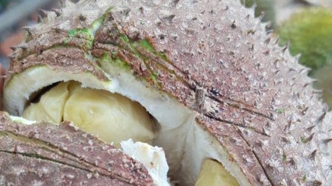 Durian Terong menjadi salah satu durian yang unik di antara 19 jenis durian yang ada di Kalimantan Timur. (Liputan6.com/ Abdul Jalil)